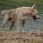 K9 신차가격 알아보자