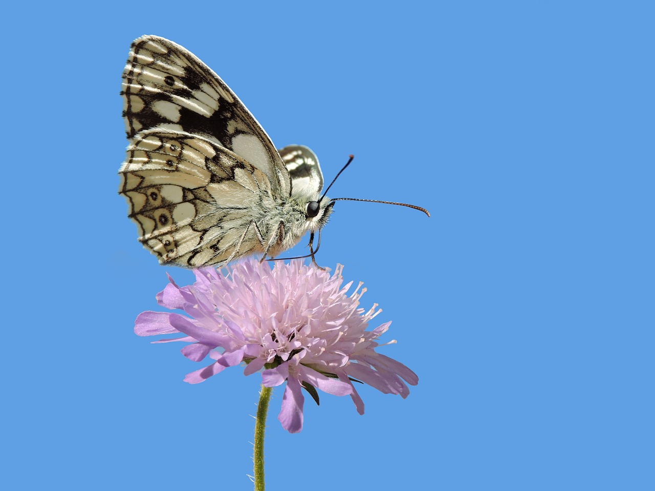 주부장기렌트