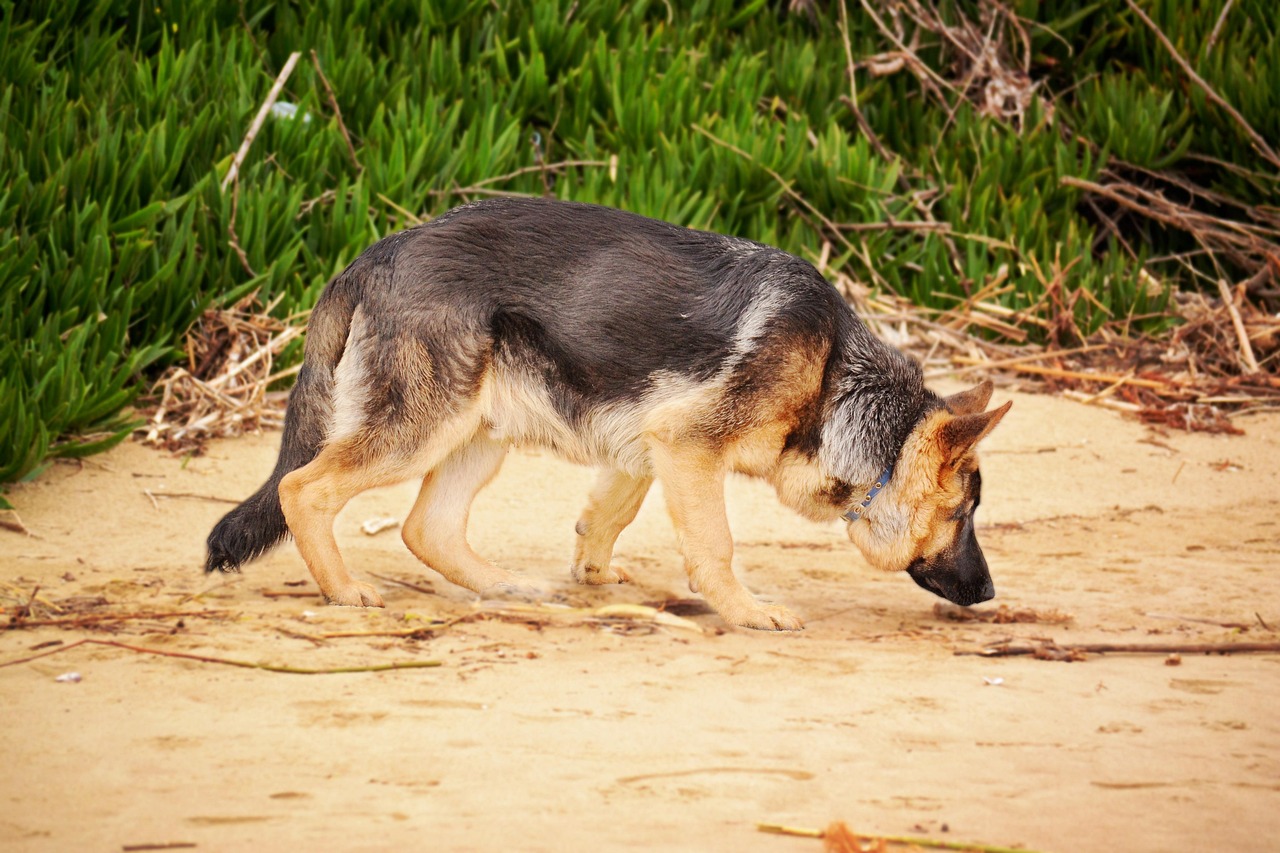 K9할부