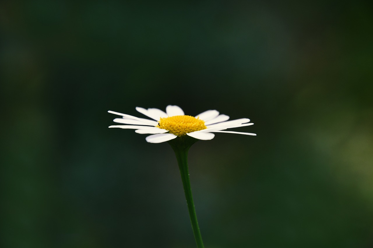 임신전 한약
