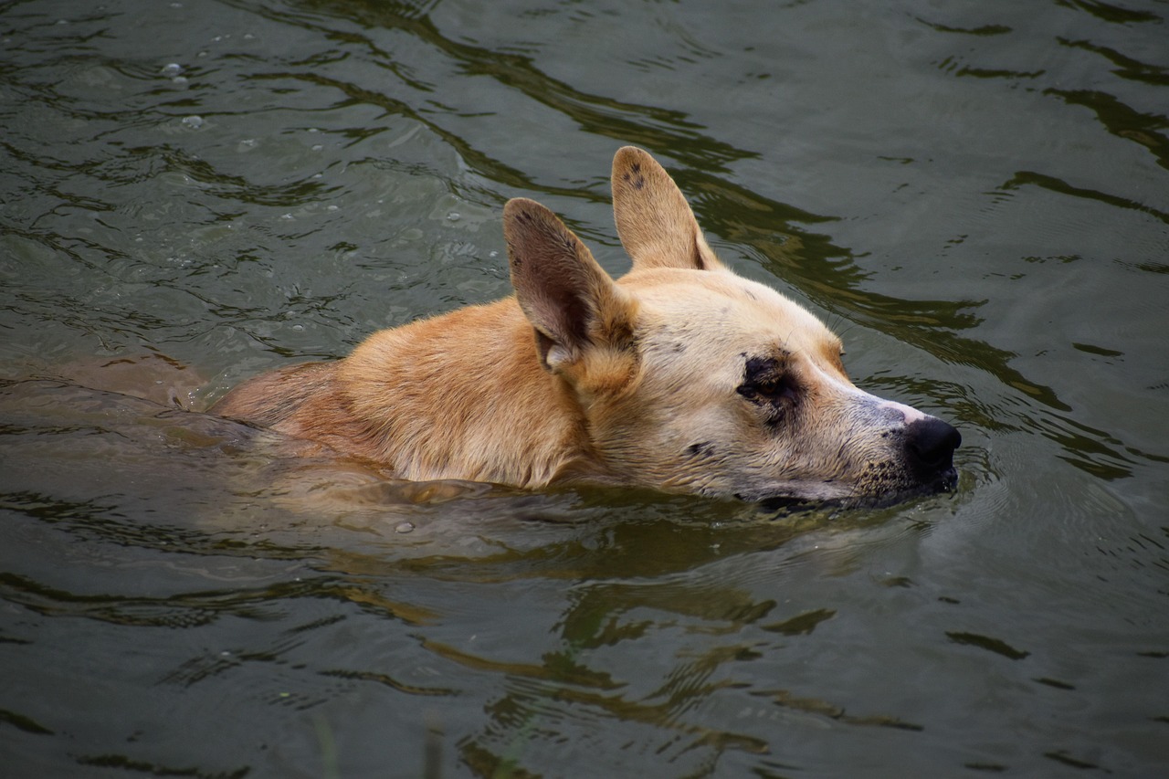 K9신차가격