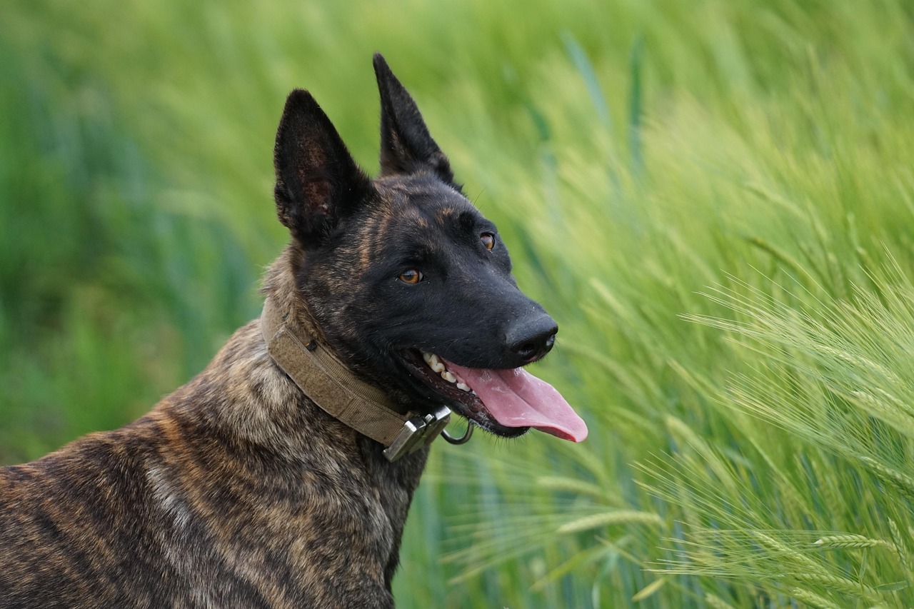K9신차가격