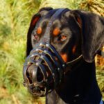 K9장기렌트 활용 꿀팁 알아보자