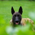 K9장기렌트 비용 알아보자