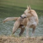 K9장기렌트카 이용하는 꿀팁 알아보자