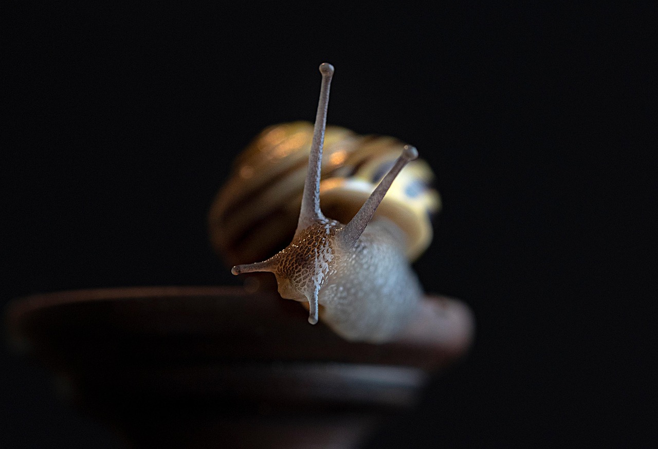 연체자장기렌트