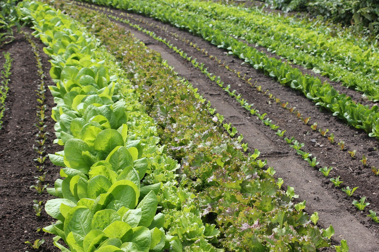 K5할인