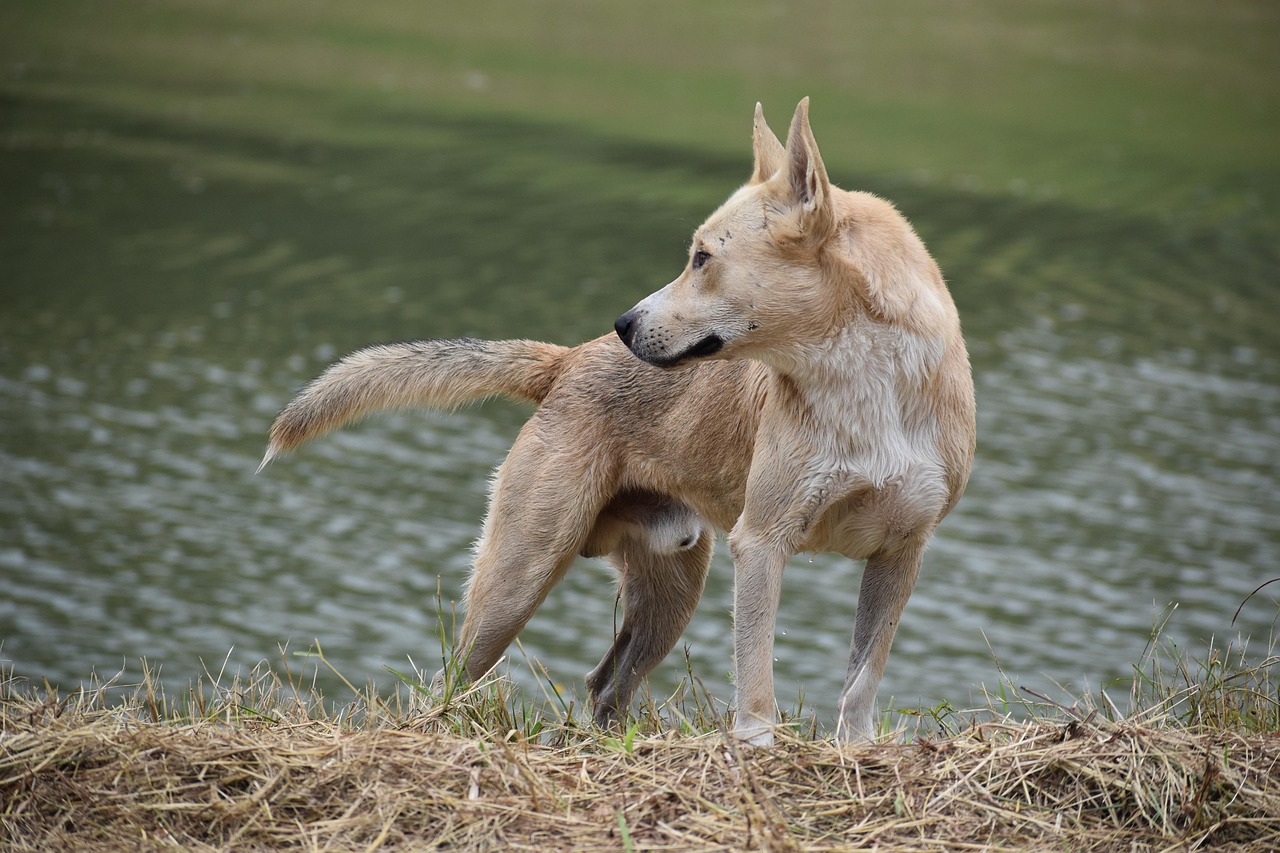 K9장기렌트카